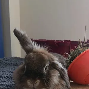 Tap-Tap, Lapin bélier — animal médiateur de Jennifer De Groeve