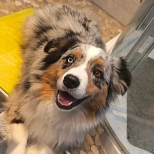 Uxo, Berger américain miniature — animal médiateur de Jennifer De Groeve