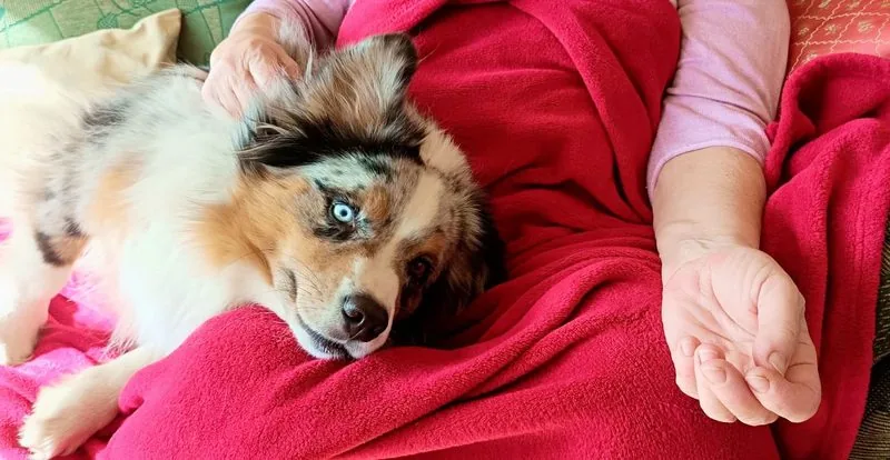 Uxo, le Berger américain miniature médiateur, blotti contre un patient en séance de bien-être