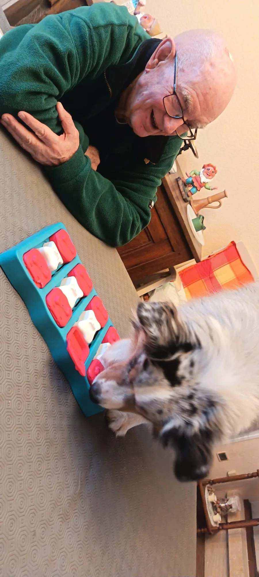 Séance de médiation animale avec un monsieur âgé et Uxo, le Berger américain miniature médiateur