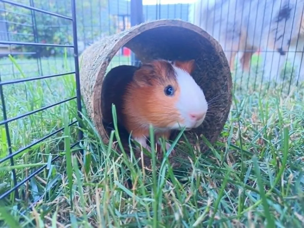 Un cochon d'Inde dans un tunnel, sur l'herbe