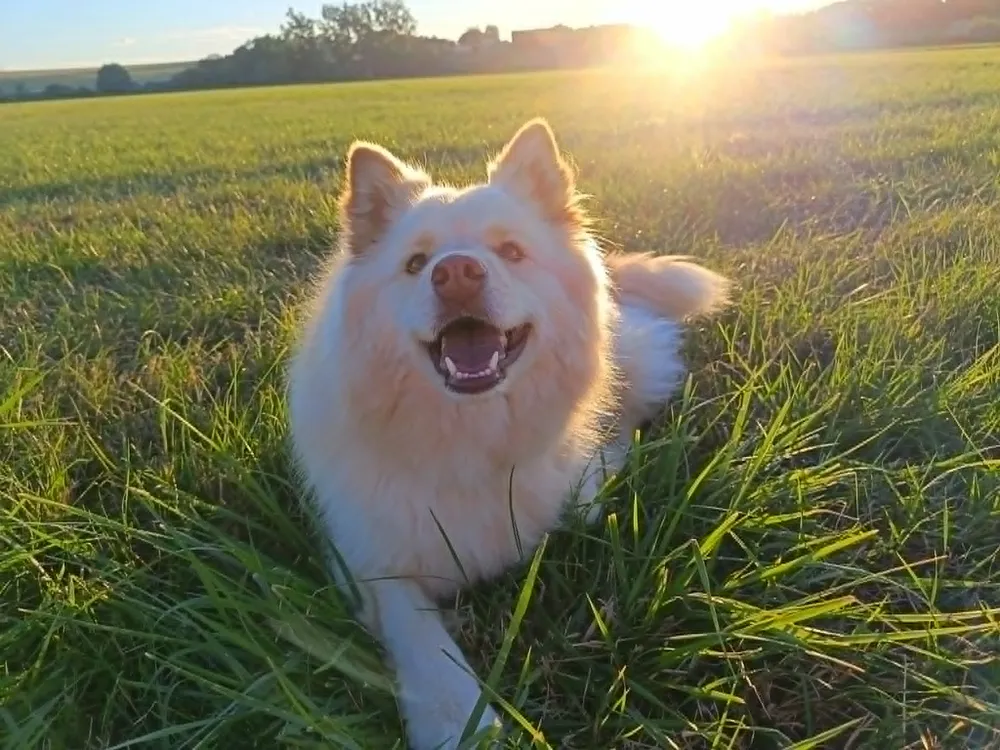 Tips, finnois de Laponie, couché dans un champ au coucher du soleil