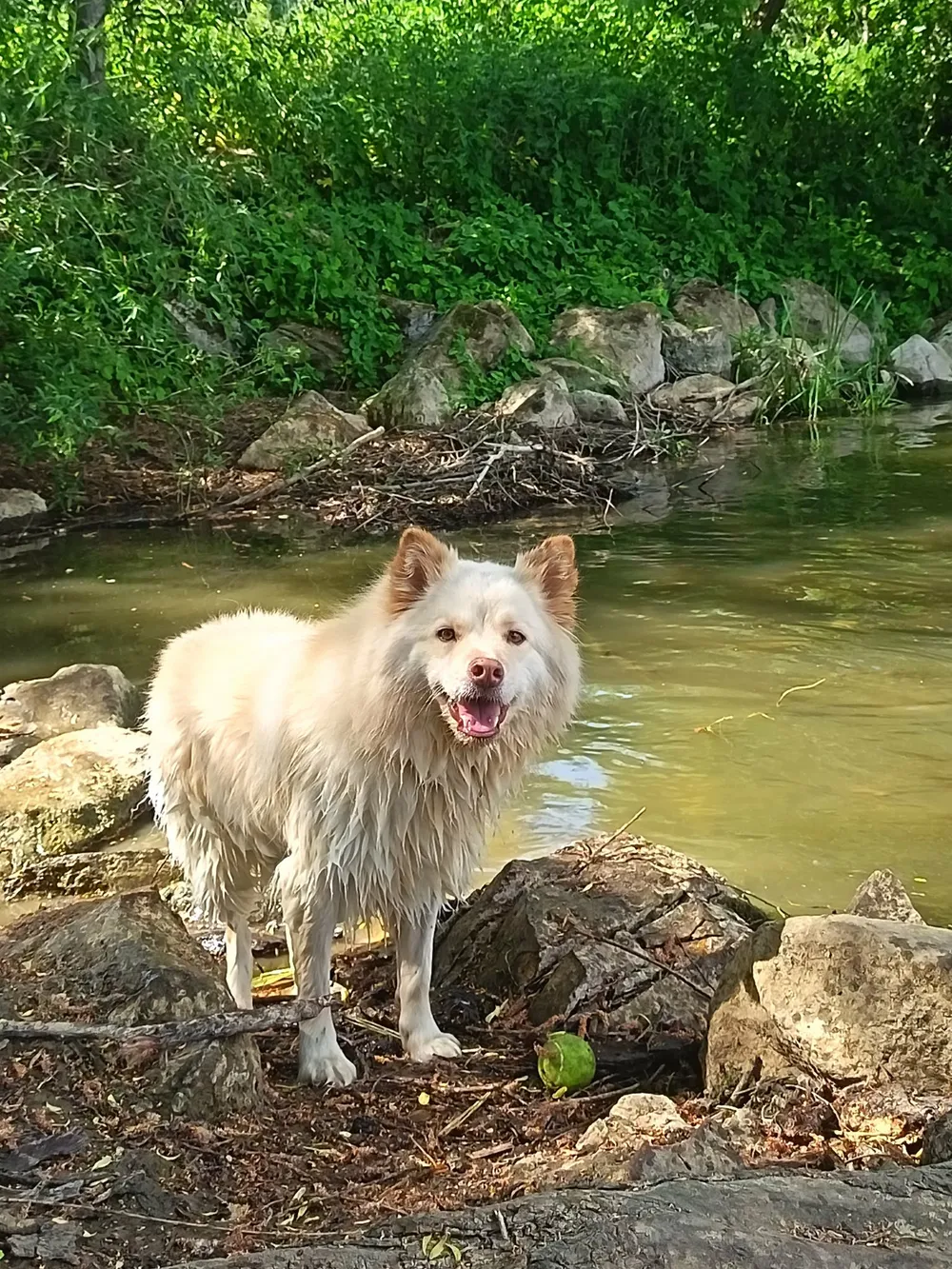 Tips au bord d'une rivière, pattes dans les rochers