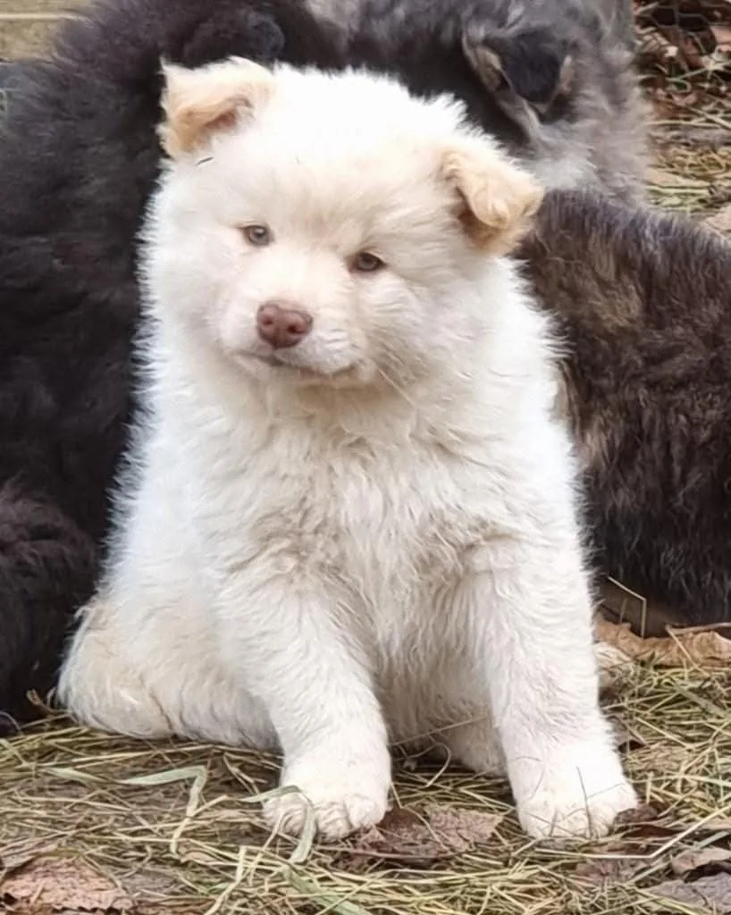 Comment Tips est devenu chien de médiation : la sélection et la formation avant la première séance